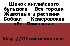 Щенок английского бульдога  - Все города Животные и растения » Собаки   . Кемеровская обл.,Осинники г.